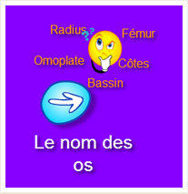 nom des os