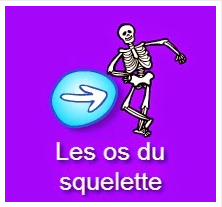 os squelette