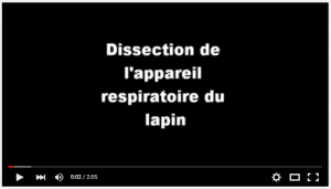 video dissection